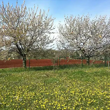 Authentic Istrian Zambratija *